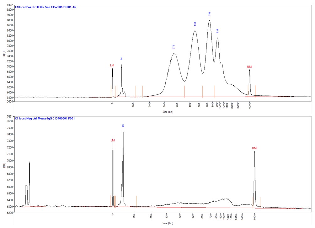 Mouse IgG Antibody ChIP Grade