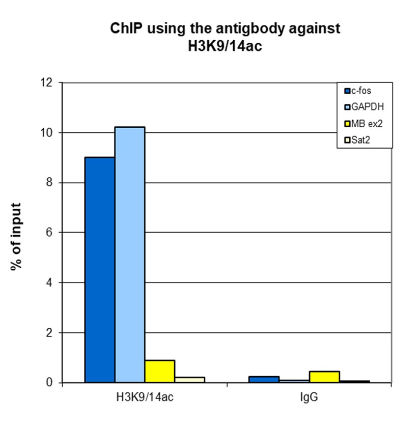 H3K9/14ac Antibody for ChIP-seq