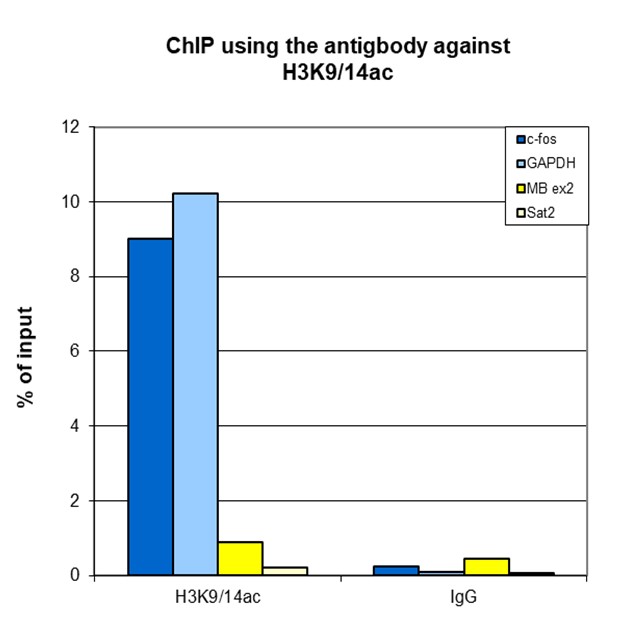 H3K9/14ac Antibody for ChIP-seq