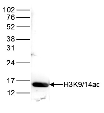 H3K9/14ac Antibody validated in Western Blot