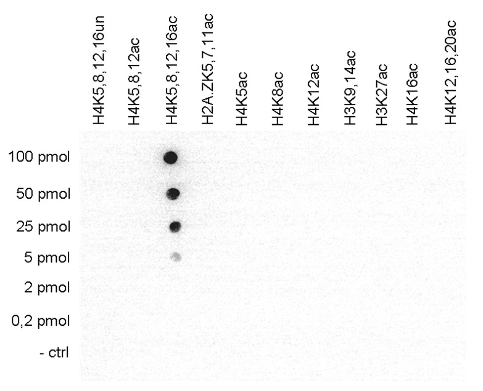 H4K5,8,12,16ac Antibody Dot Blot validation