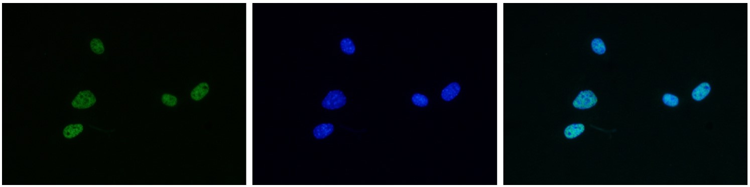 H4K5,8,12,16ac Antibody validated in Immunofluorescence