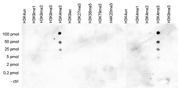 H3K4me3 Antibody validated in Dot Blot