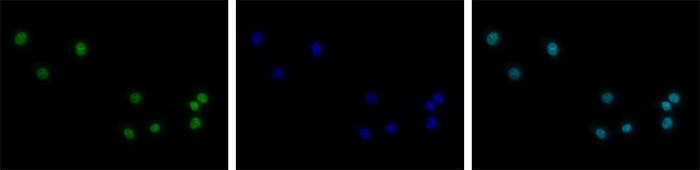 H3K4me3 Antibody validated in Immunofluorescence