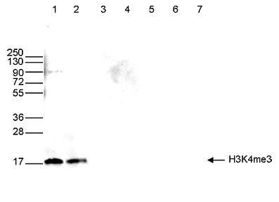 H3K4me3 Antibody validated in Western Blot
