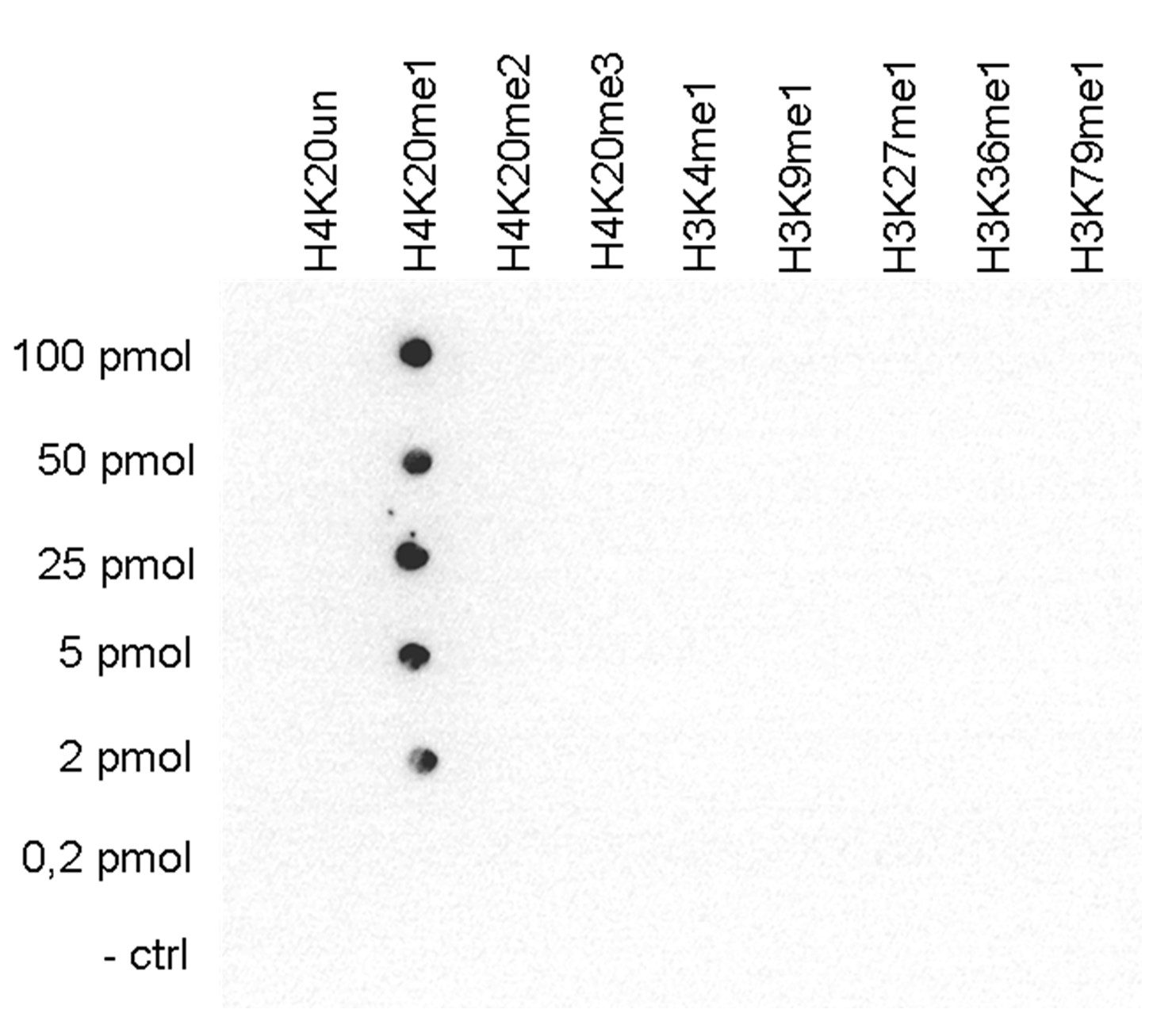 H4K20me1 Antibody validated in Dot blot