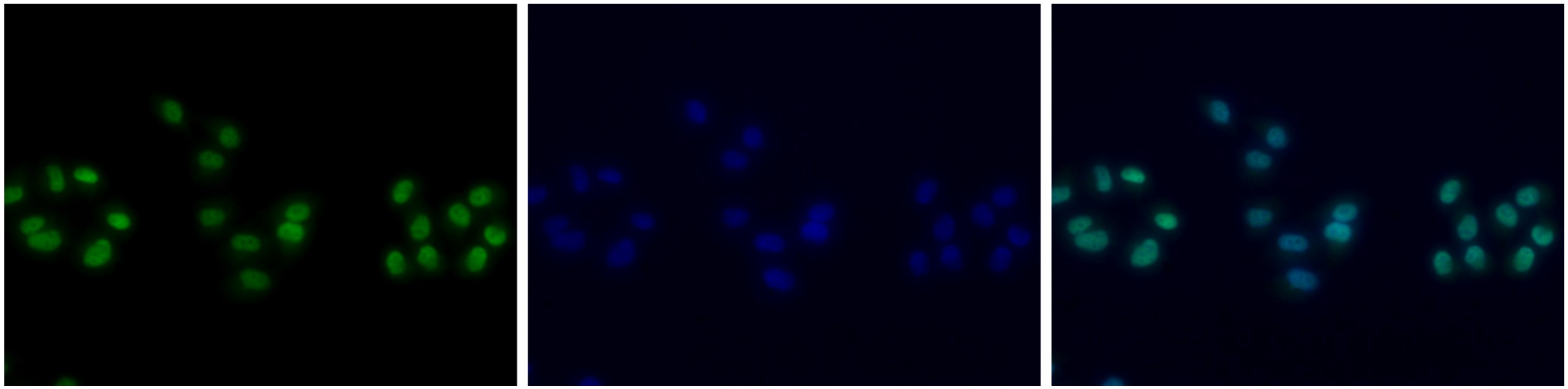 H4K20me1 Antibody validated in Immunofluorescence