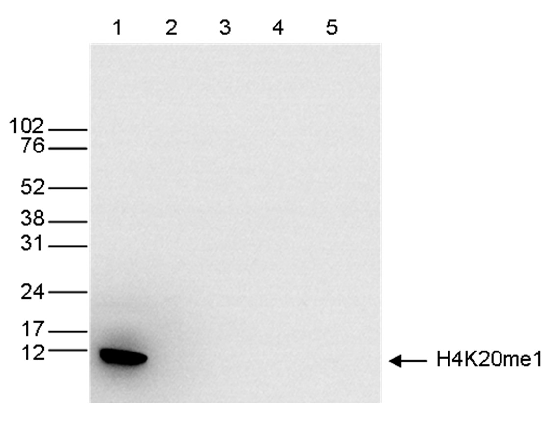 H4K20me1 Antibody validated in Western Blot