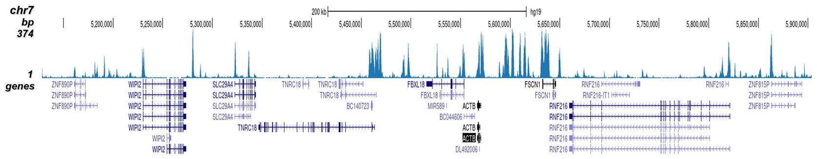 H3K4me2 Antibody for ChIP-seq assay