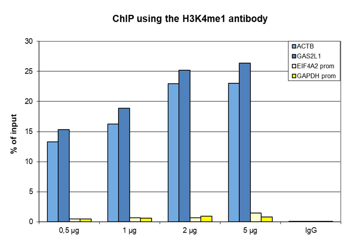 H3K4me1 Antibody for ChIP