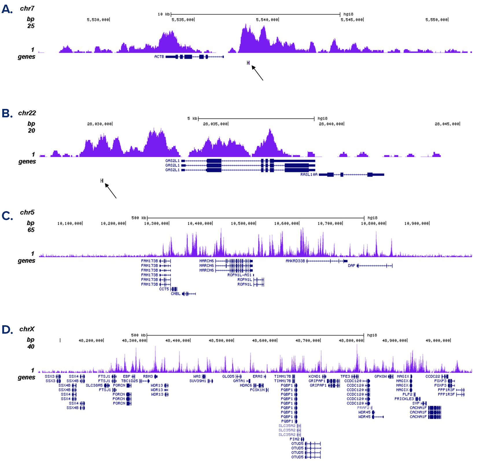 H3K4me1 Antibody ChIP-seq Grade