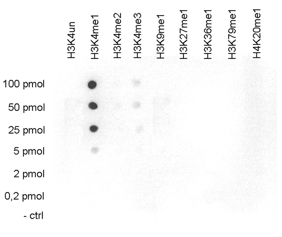 H3K4me1 Antibody Dot Blot Validation 
