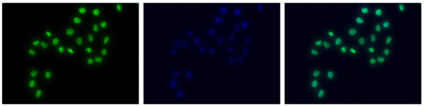 H3K4me1 Antibody for Immunofluorescence 