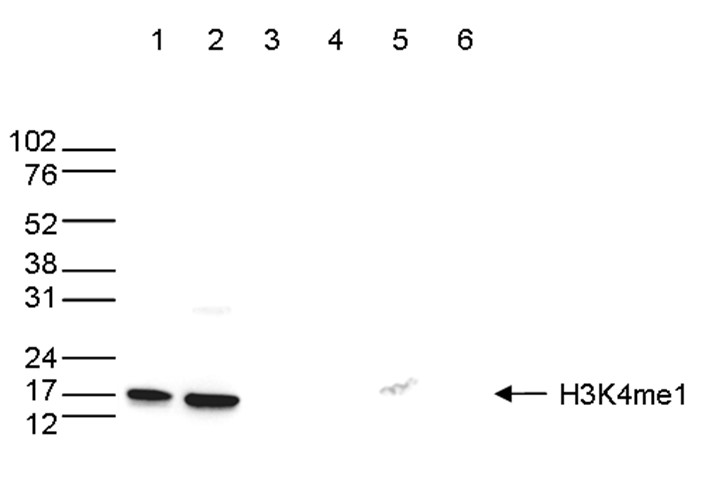 H3K4me1 Antibody validated in Western Blot