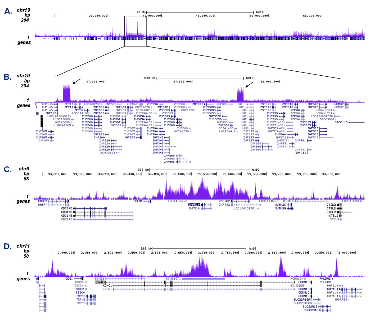 H3K9me3 Antibody ChIP-seq Grade