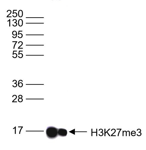 H3K27me3 Antibody Validation in Western Blot 