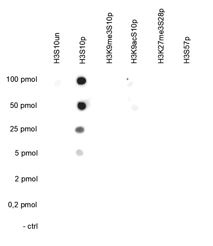 H3S10p Antibody valiadted in Dot Blot