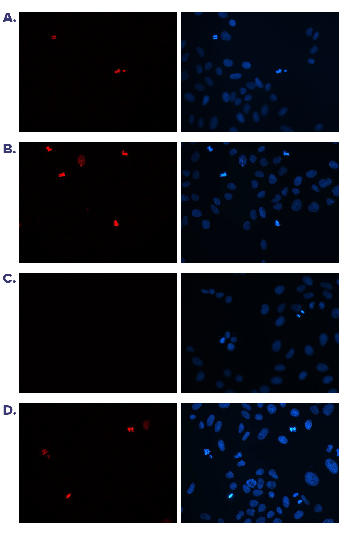 H3S10p Antibody valiadted in Immunofluorescence