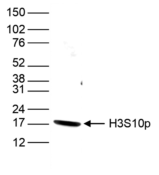 H3S10p Antibody valiadted in Western Blot