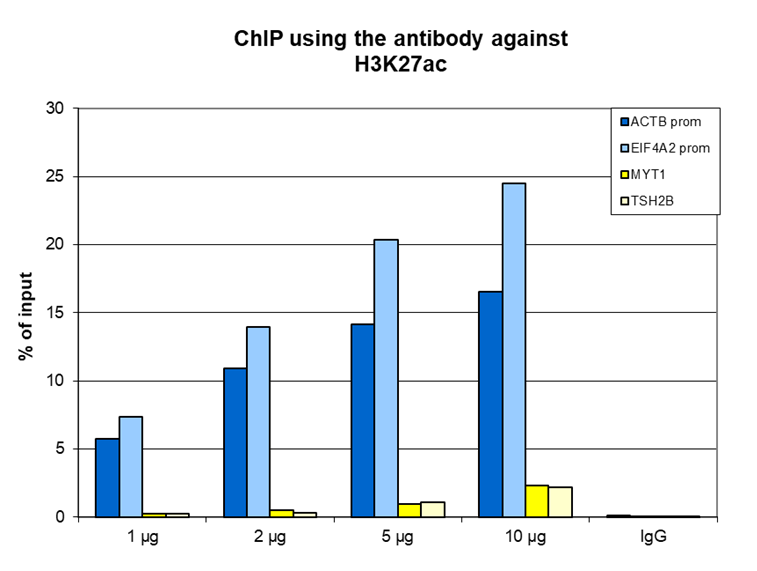 H3K27ac Antibody ChIP Grade