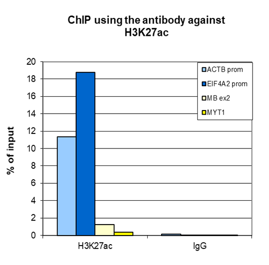 H3K27ac Antibody for ChIP-seq