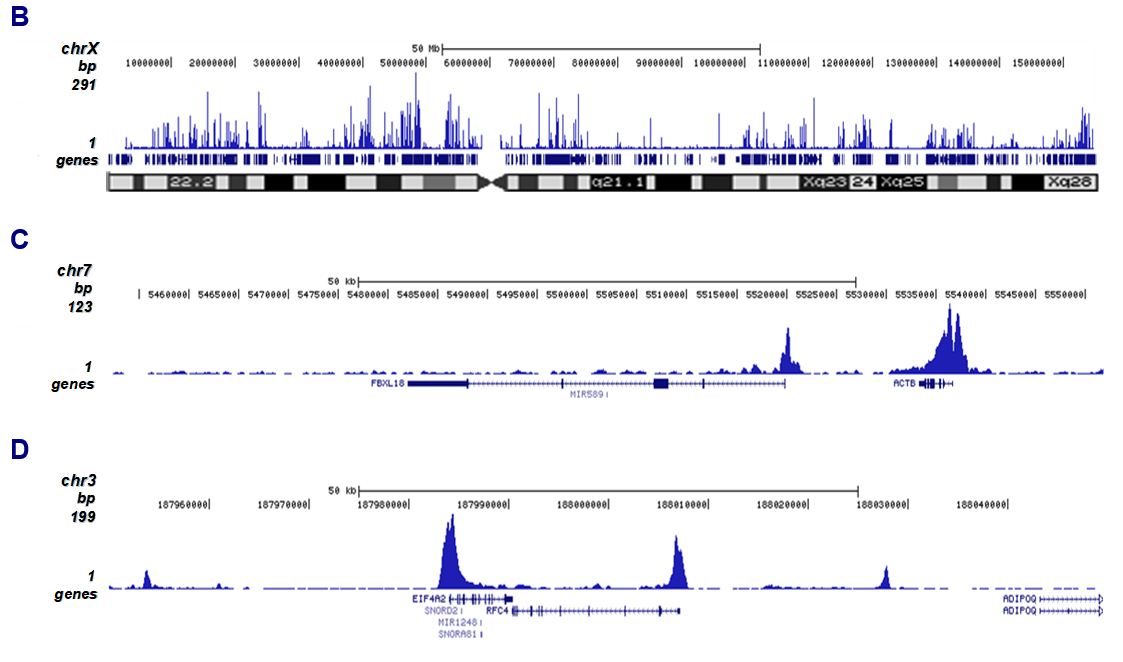 H3K27ac Antibody for ChIP-seq