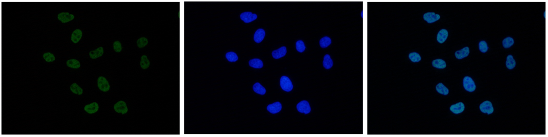 H3K27ac Antibody for Immunofluorescence 