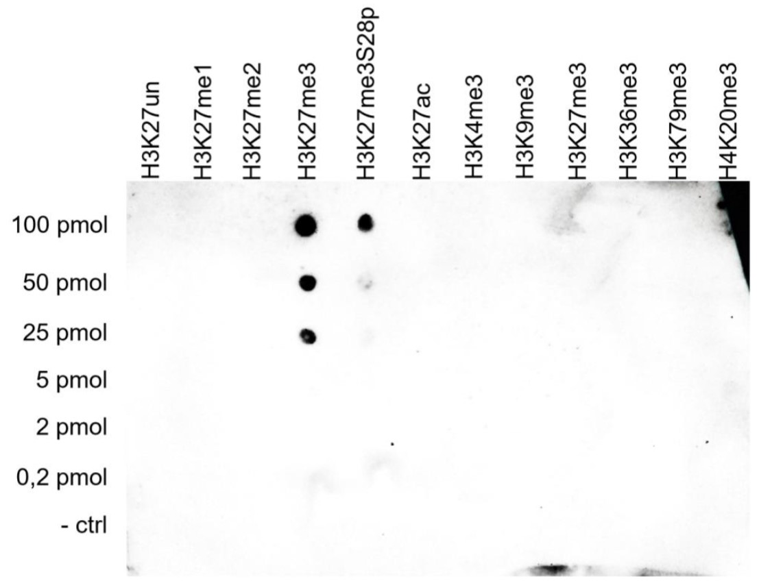 H3K27me3 Antibody Dot Blot Validation 