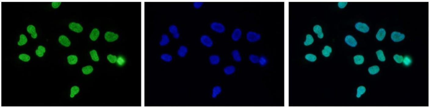 H3K27me3 Antibody validated for Immunofluorescence