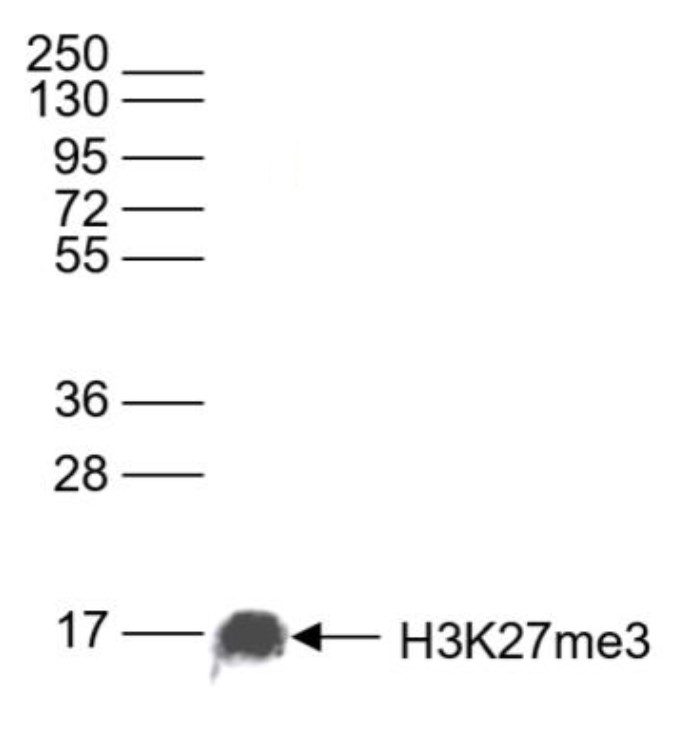 H3K27me3 Antibody validated in Western Blot