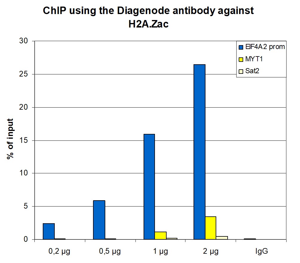 H2A.Zac Antibody for ChIP