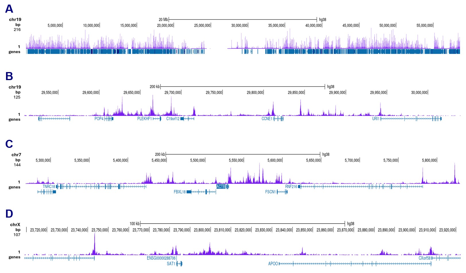 H2A.Zac Antibody CUT and Tag Grade