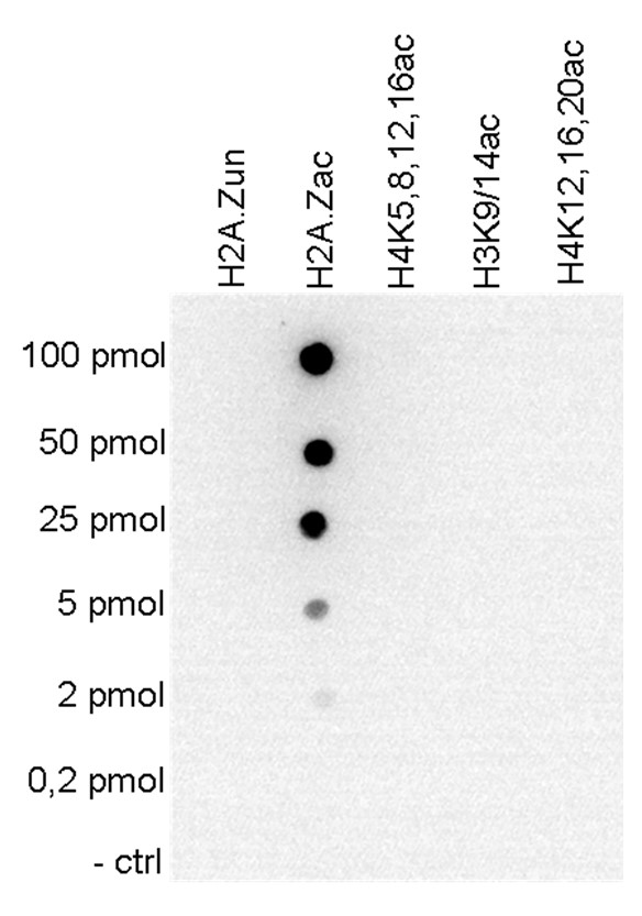 H2A.Zac Antibody validated in Dot Blot
