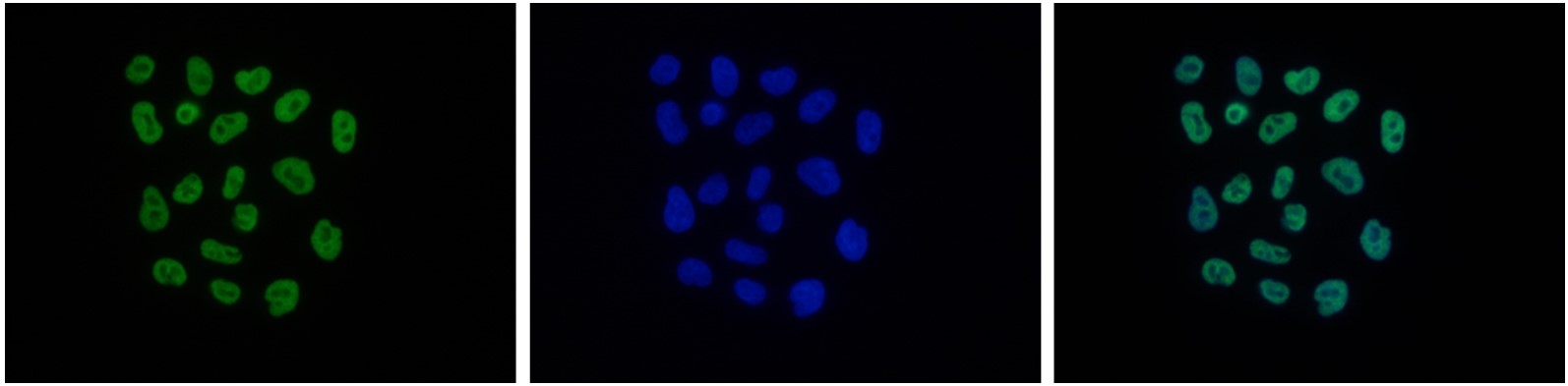 H2A.Zac Antibody validated in Immunofluorescence