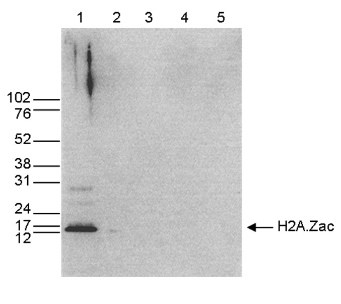 H2A.Zac Antibody validated in Western Blot