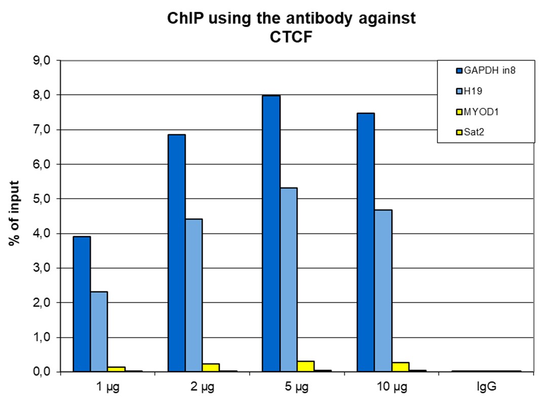 CTCF Antibody ChIP Grade