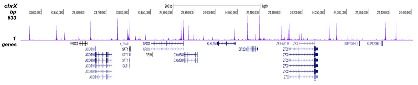 CTCF Antibody for ChIP-seq 