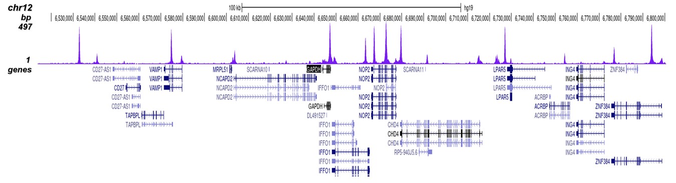 CTCF Antibody for ChIP-seq assay