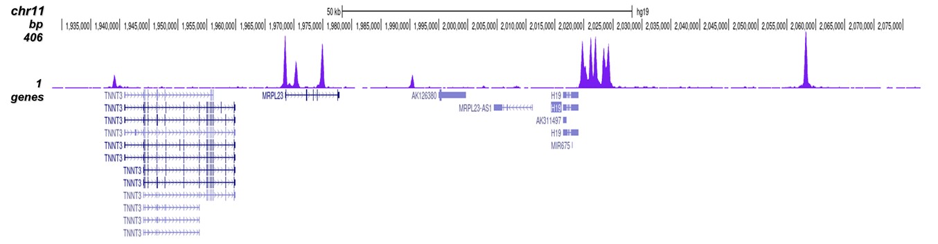 CTCF Antibody validated in ChIP-seq