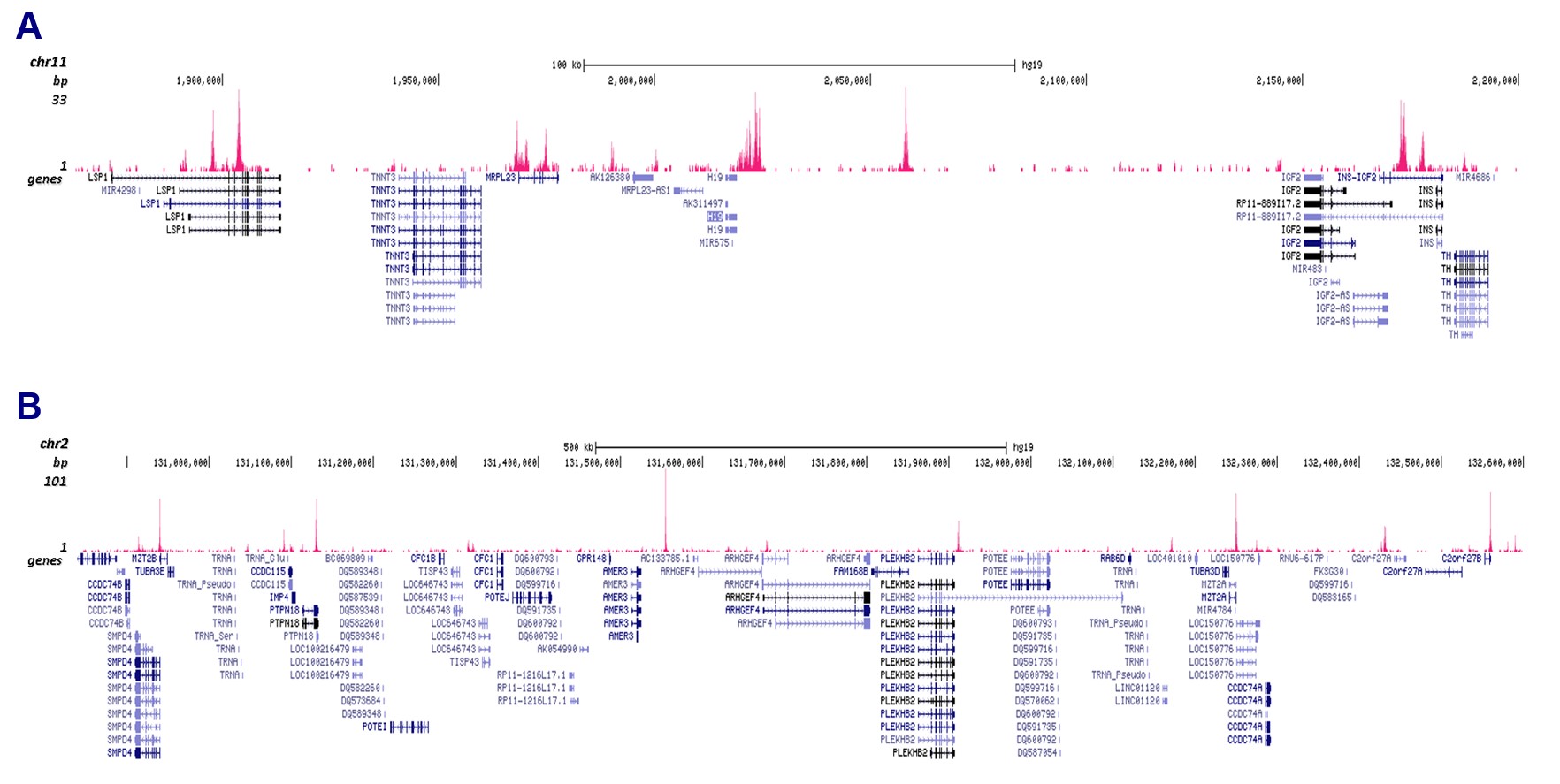 CTCF Antibody CUT&Tag 