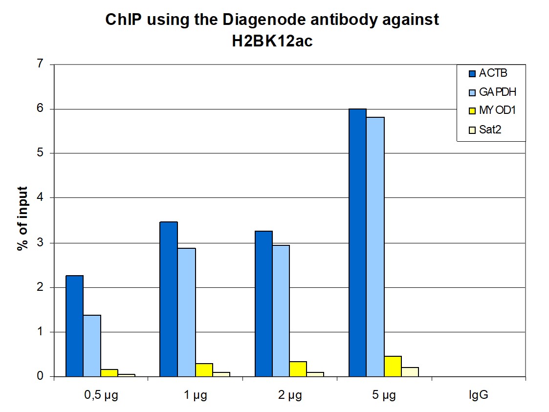 H2BK12ac Antibody ChIP Grade