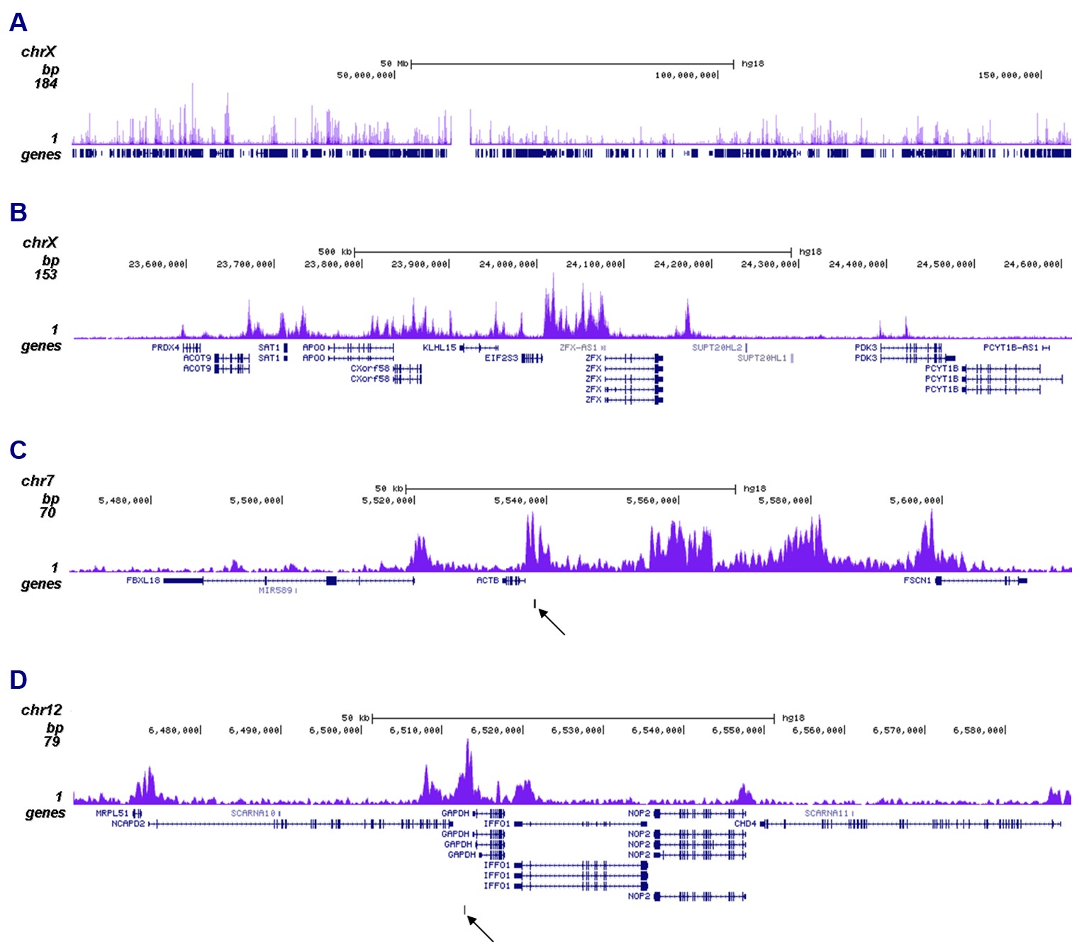 H2BK12ac Antibody ChIP-seq Grade