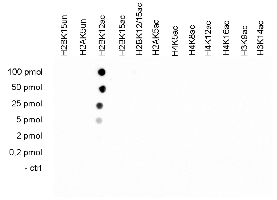 H2BK12ac Antibody validated in Dot Blot