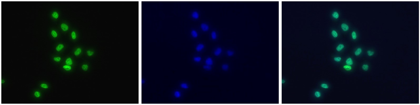 H2BK12ac Antibody validated in Immunoflurescence