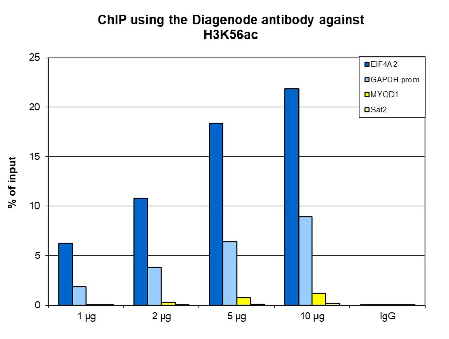 H3K56ac Antibody ChIP Grade