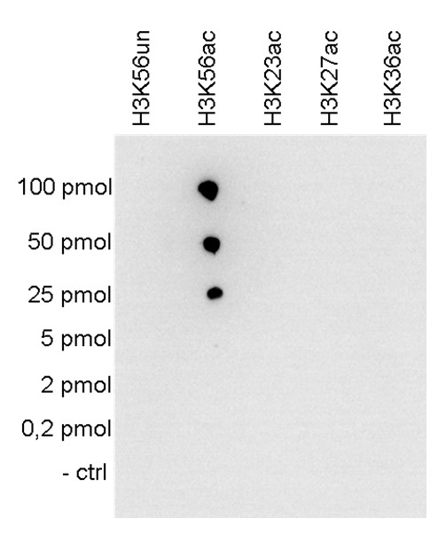 H3K56ac Antibody validated in Dot Blot 