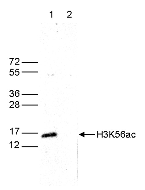 H3K56ac Antibody validated in Western Blot 