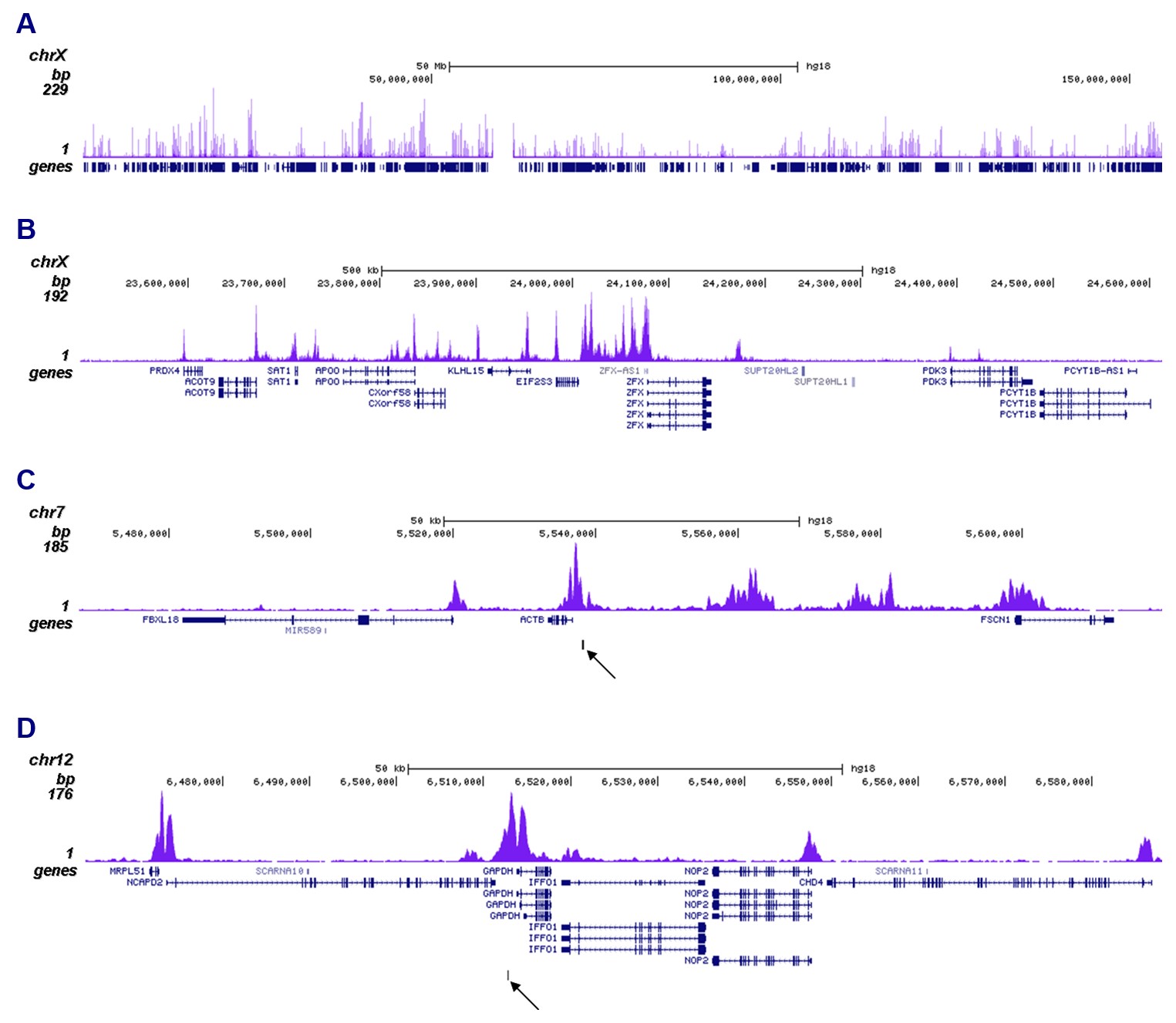 H2BK15ac Antibody ChIP-seq Grade