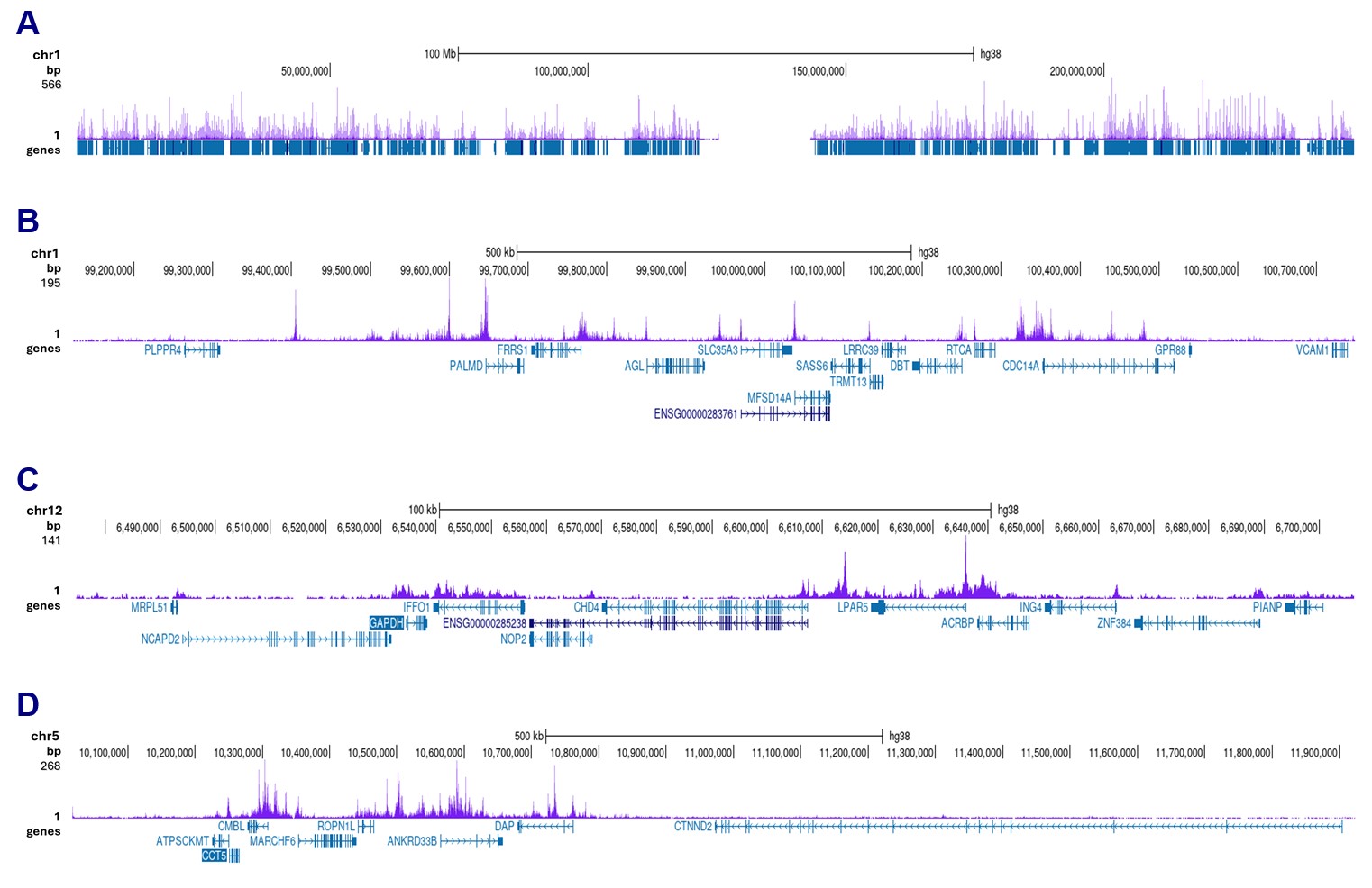 H2BK15ac Antibody ChIP-seq Grade