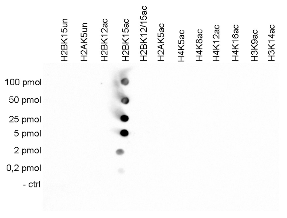 H2BK15ac Antibody Dot Blot validation